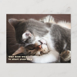 Funny Cats squeeze hug Postkarte