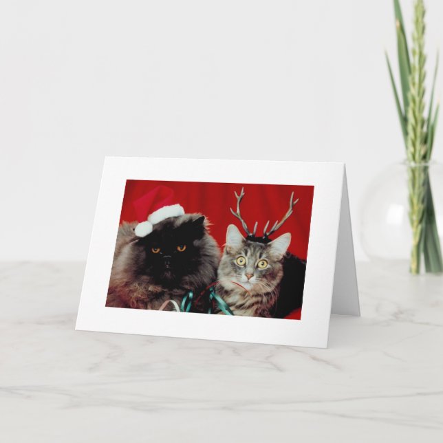 Funny Cats Weihnachten Humorvolle Weihnachtsfeiert (Vorderseite)