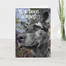 Funny Cattle Hund Head Foto farbenfroh Hintergrund Karte