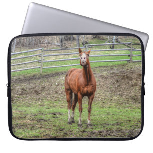 Funny Chestnut Stallion Horse Foto Laptopschutzhülle