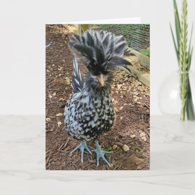 Funny Chicken Spaß, Lieblings Chick Polnischer Hen Karte (Vorderseite)