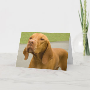 Funny Chien Photo carte Vizsla