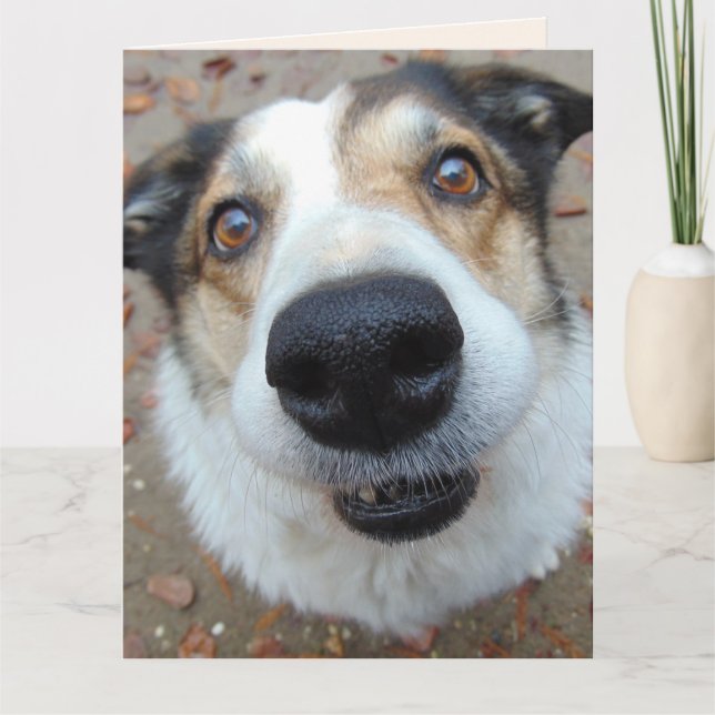 FUNNY CHIEN SE METTRE BIEN BIENTÔT Cartes de voeux (Devant)