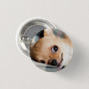 Funny Chihuahua Face Button