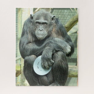 FUNNY CHIMPANZEE