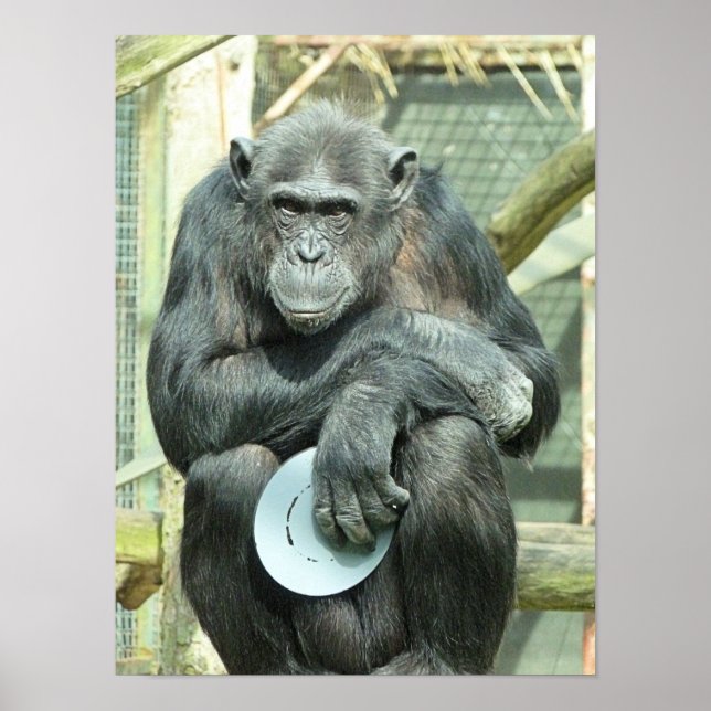 FUNNY CHIMPANZEE POSTER (Vorne)
