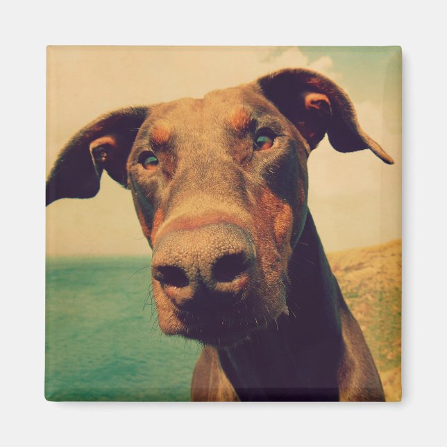 Funny Closeup of a Natural Doberman Dog Magnet (Vorne)