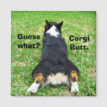 Funny Corgi Hintern Magnet<br><div class="desc">Raten Sie mal! Corgi Hintern. Mein Lieblingswitz als Pembroke Welsh Corgi Besitzer. Dieser niedliche,  sonnige Boden gehört zu einem bezaubernden Tricolor-Korgi-Hund und ist ein großartiger Spaß-Magnet.</div>