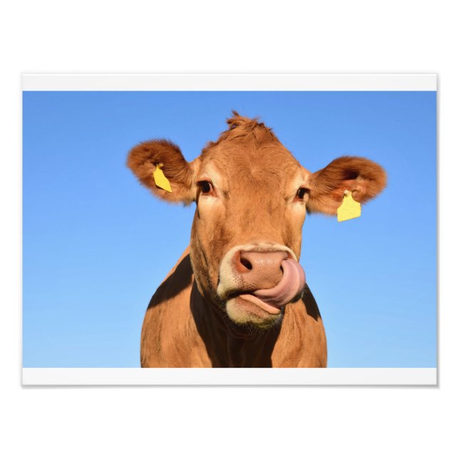 Funny Cow Fotodruck (Vorne)
