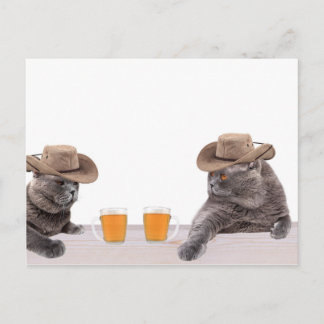Funny Cowboy Katzen trinken Bier Postkarte