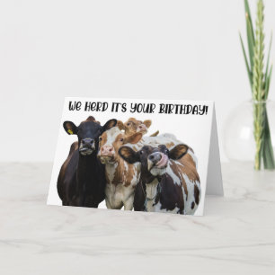 Funny Cows Geburtstags Grußkarte Karte