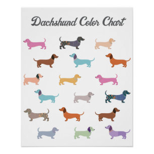 Funny Dackel Hunde Humor Farbdiagramm Poster