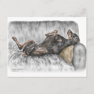Funny Doberman on Sofa Postkarte