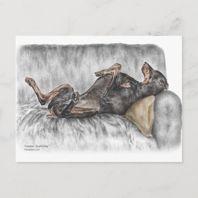 Funny Doberman on Sofa Postkarte (Vorderseite)
