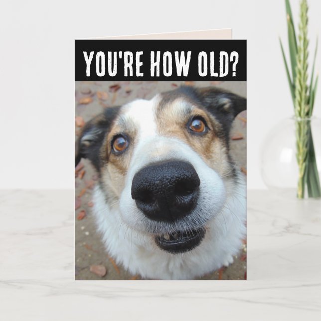 FUNNY DOG BIRTHDAY ÄLTERE Grußkarten Karte (Vorderseite)