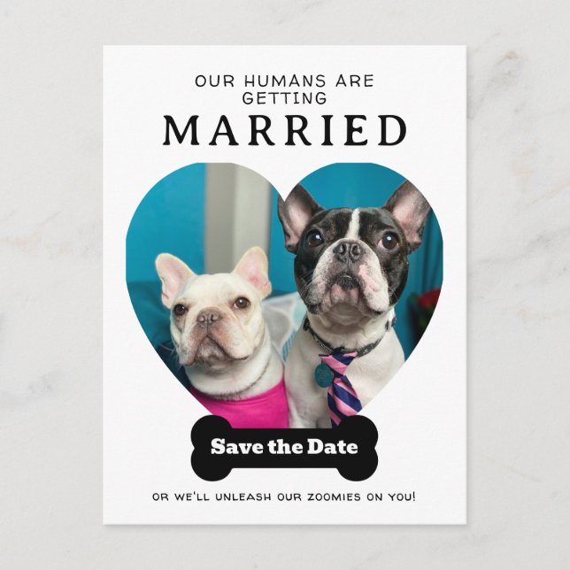 Funny Dog Foto Unsere Menschen werden verheiratet Ankündigungspostkarte (Vorderseite)