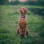 Funny Dog Guardian Humanity Monogram Pet ID Tiermarke<br><div class="desc">Funny Dog Guardian of Humanity Pet ID Monogramm Tag,  Verliert nicht euren Liebsten</div>