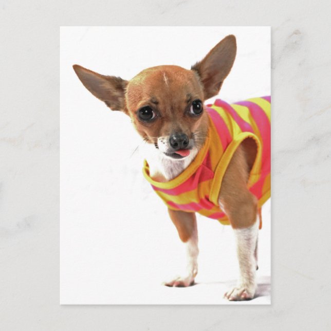 Funny Dog machen Gesichter Chihuahua Postkarte (Vorderseite)