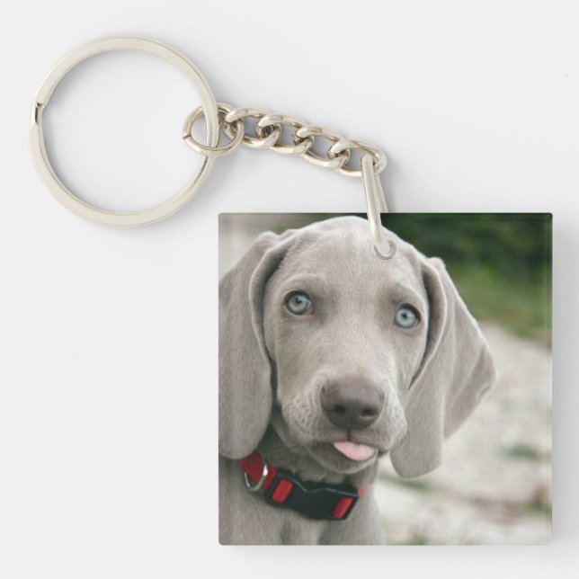 Funny Dog Sticking Tongue Out Photo (Devant)