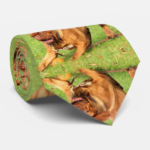 Funny Dogs Krawatte