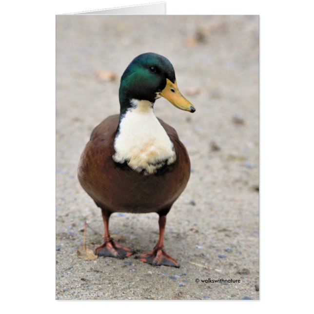 Funny Domestic Mallard Duclair Bibbed Odd Duck (Vorne)