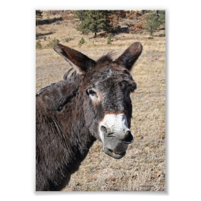 Funny Donkey Fotodruck (Vorne)