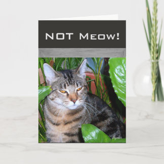 Funny Expression " Not Meow" Cat Note Card Karte