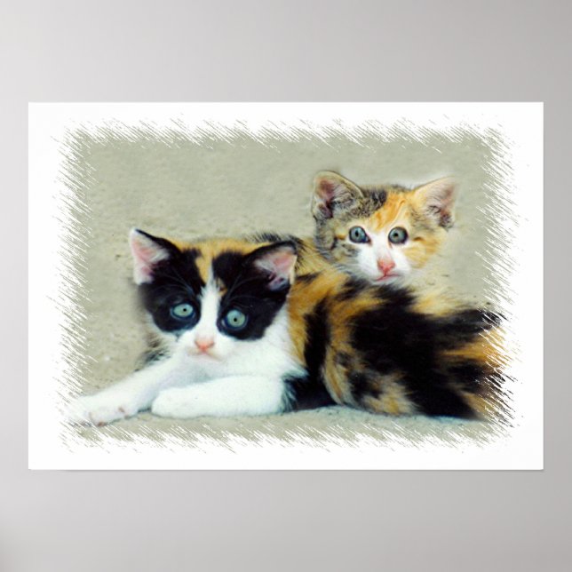 Funny Faced Kittens Poster (Vorne)