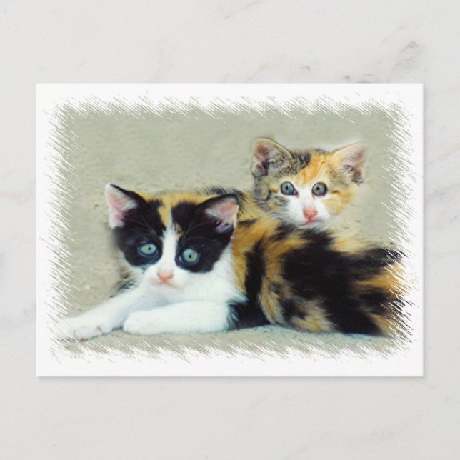 Funny Faced Kittens Postkarte (Vorderseite)