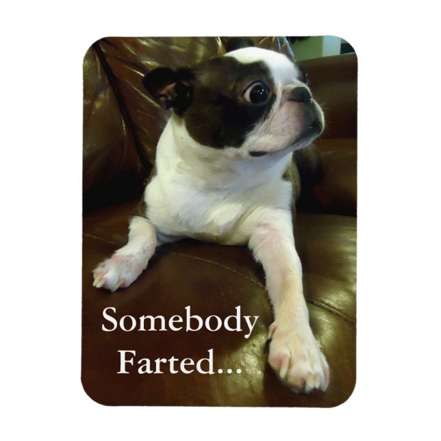 Funny Farting Boston Terrier Magnet (Vertikal)