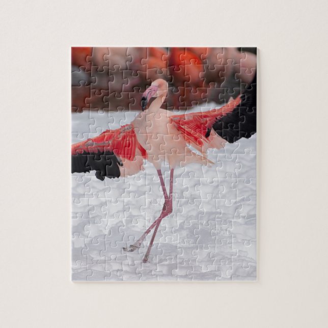 Funny Flamingo tanzt Flamenco (Vertikal)