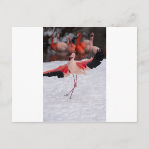 Funny Flamingo tanzt Flamenco Postkarte