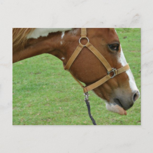 Funny Flashy Horse Postkarte (Vorderseite)