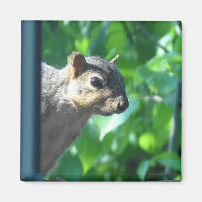 Funny Flüchtige Blick-a boo Eichhörnchen Fotografi Magnet (Vorne)
