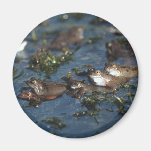 Funny Frogs Magnet