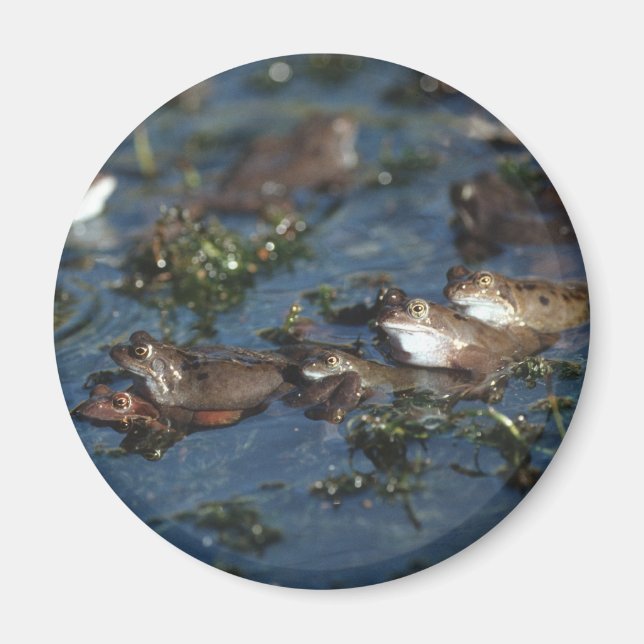 Funny Frogs Magnet (Vorne)