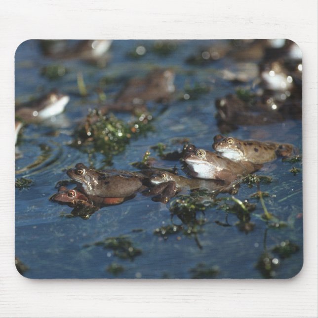 Funny Frogs Mousepad (Vorne)