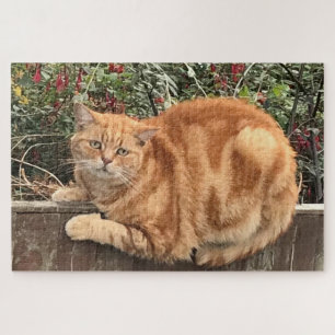 Funny Ginger Cat on Fence Sideways on