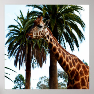 Funny Giraffe, der eine Himbeere gibt, Poster