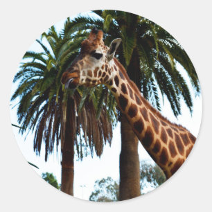Funny Giraffe, der eine Himbeere gibt, Runder Aufkleber