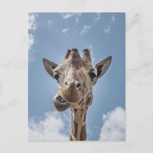 Funny Giraffe Gesicht Nah up Fotografie Postkarte (Vorderseite)