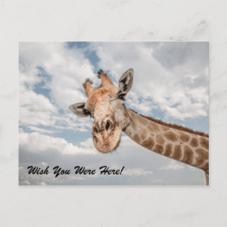 Funny Giraffe Postcard Postkarte