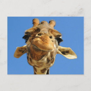 Funny Giraffe Postcard Postkarte
