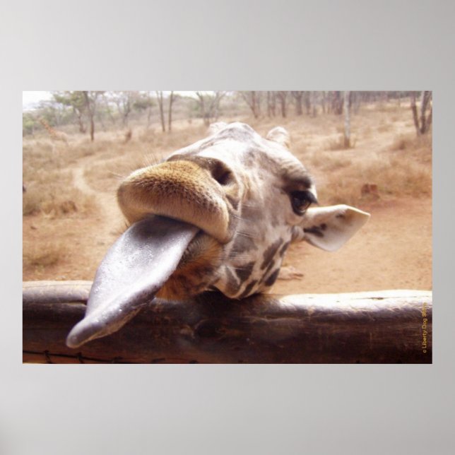 FUNNY GIRAFFE POSTERS - AUS AFRIKA - DRUCKEN POSTER (Vorne)