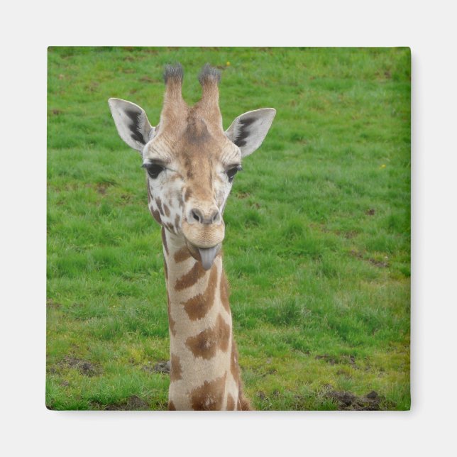 Funny Giraffe Sticken aus der Zunge! Magnet (Vorne)