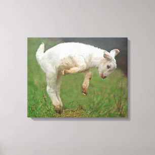 Funny Goat Baby White Goat Springen in Weide Leinwanddruck