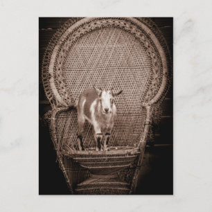 Funny Goat Postcard Postkarte