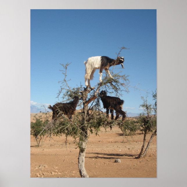 Funny goats in a tree poster (Vorne)