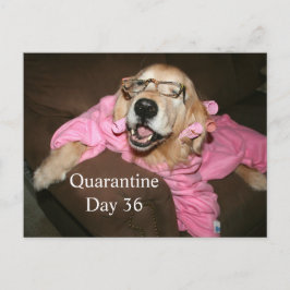 Funny Golden Retriever in Robe Quarantine Joke Postkarte