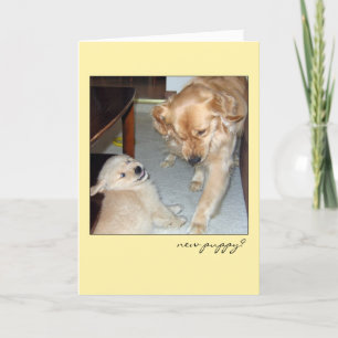 Funny Golden Retriever Nouvelle carte de chiot